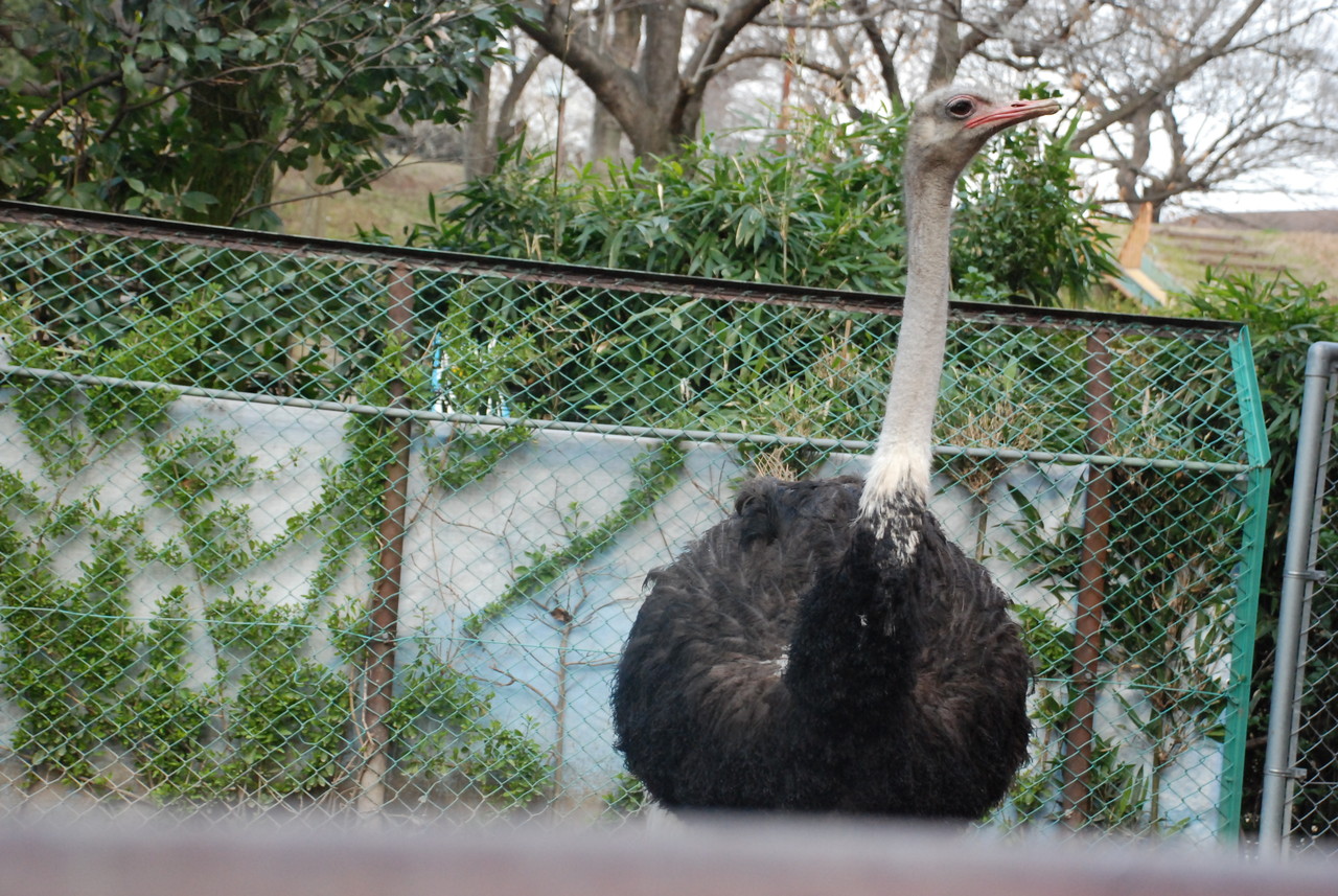 حديقة حيوان الزقازيق