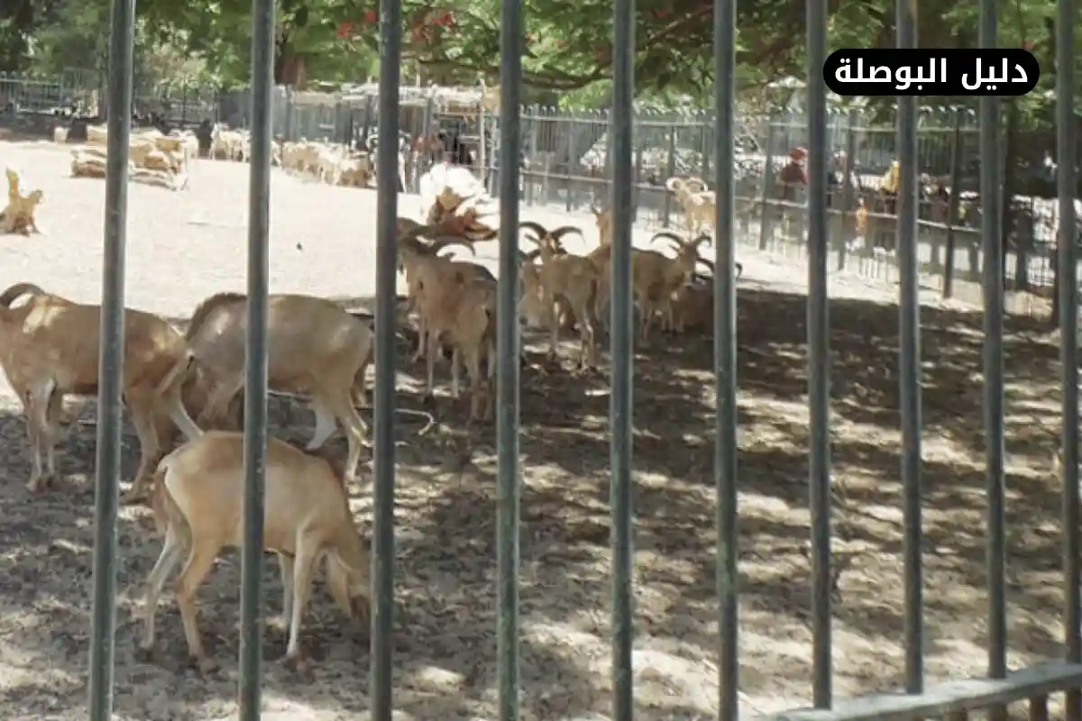 حديقة حيوانات الجيزة