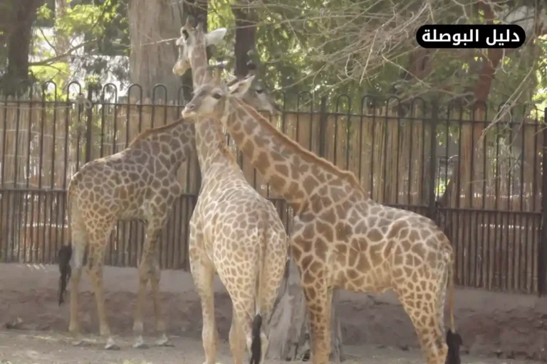 حديقة حيوانات الجيزة
